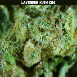 Lavender Kush CBG