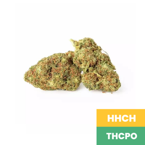 Orange Cream - HHCH + THCPO