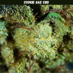 Cookie Gaz CBD