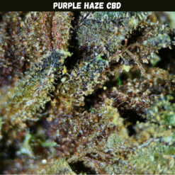 Purple Haze CBD