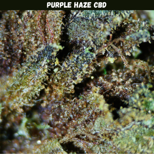 Purple Haze CBD Purple Haze CBD
