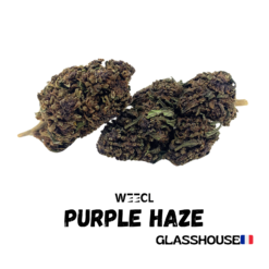 Purple Haze CBD