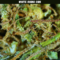 White Rhino CBN