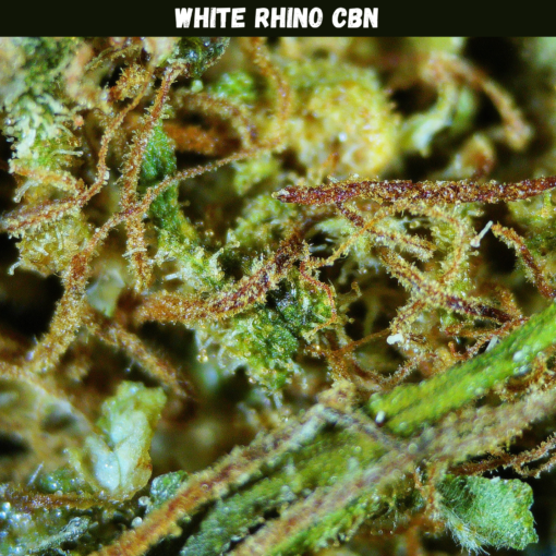 White Rhino CBN White Rhino CBN