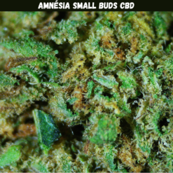 Amnésia Small Buds