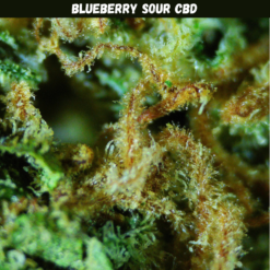 Blueberry Sour CBD