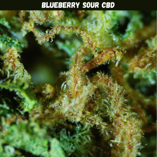 Blueberry Sour CBD Blueberry Sour CBD