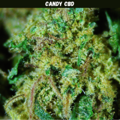 Candy Indoor CBD