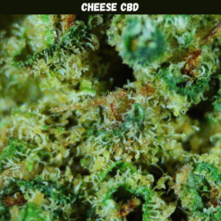 Cheese CBD