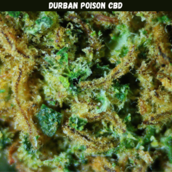 Durban Poison CBD