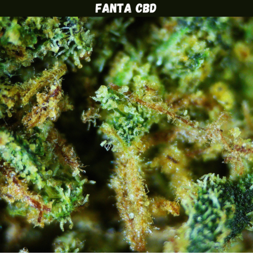 Fanta CBD Fanta CBD