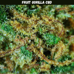 Fruit Gorilla CBD