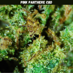 Pink Panthere CBD