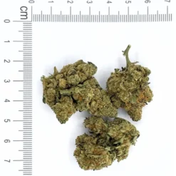 AMNESIA JSH 3
