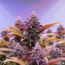 alt="Tête de Fleur CBD Dark Saphir avec trichomes et reflets violets"