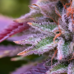 alt="Fleur CBD Dark Saphir – culture indoor française par Happy Pousse"