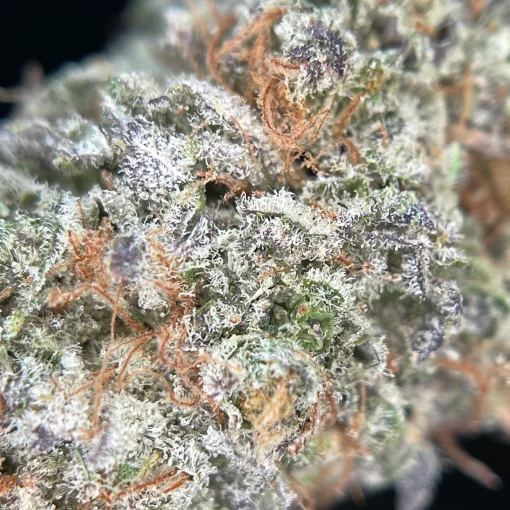 dark saphir macro dark saphir macro alt="Fleur CBD Dark Saphir en gros plan – têtes compactes et résineuses"