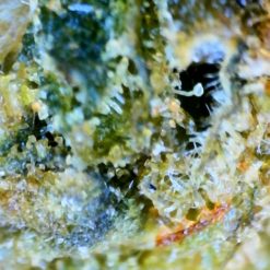 MACRO SWEET AMNESIA CBDX