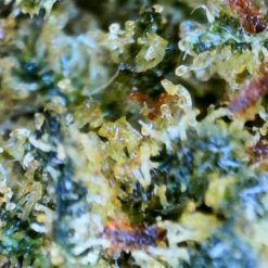 MACRO TERPENES SWEET AMNESIA CBDX