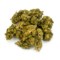 Alternative view of Tangie