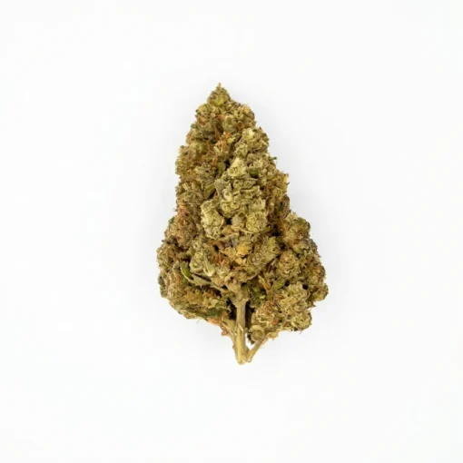 AMNESIA HQCT
