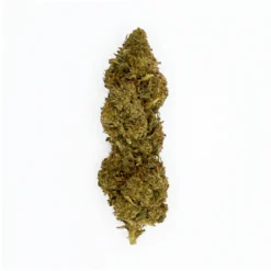 Fanta Small Bud CBD