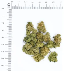 AMNESIA MEDIUM JSH 3
