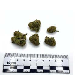 Alternative view of BLUEBERRY MUFFIN Medium CBD
