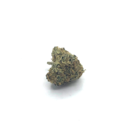 AMNESIA SOUR MEDIUM INDOOR