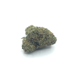 CANDY GAZ MEDIUM INDOOR